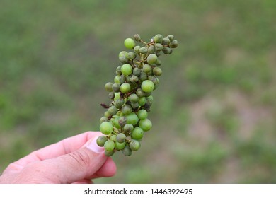 Plasmopara Viticola On The Vine. Grape Disease.