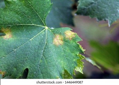 Plasmopara Viticola On The Vine Leaf. Grape Disease.