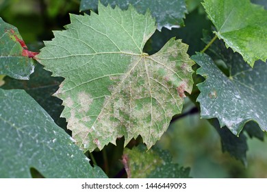 Plasmopara Viticola On The Vine Leaf. Grape Disease.