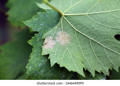 Plasmopara Viticola On The Vine Leaf. Grape Disease.