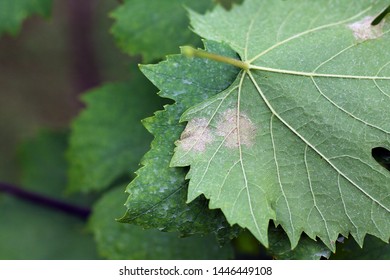 Plasmopara Viticola On The Vine Leaf. Grape Disease.