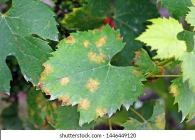 Plasmopara Viticola On The Vine Leaf. Grape Disease.