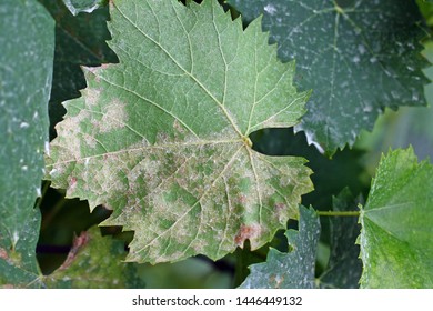 Plasmopara Viticola On The Vine Leaf. Grape Disease.