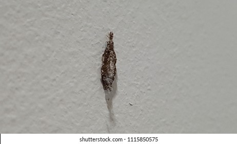 plaster bagworm on wall