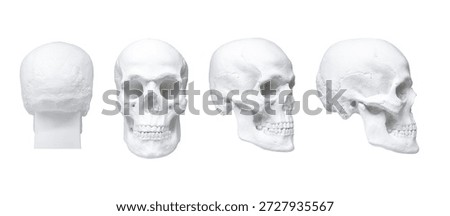 Plaster human skull, front, side, and back views, isolated on white