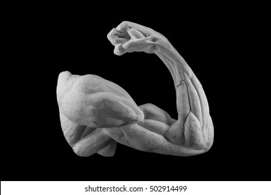 plaster statue of a human hand with anatomical muscle.