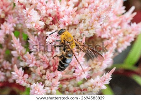 Plasterer bee sucking nectar from a silver cocks comb in an autumn garden.