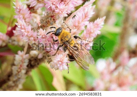 Plasterer bee sucking nectar from a silver cocks comb in an autumn garden.