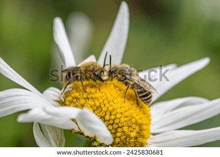 Plasterer Bees Facing Each Other on Oxeye Daisy