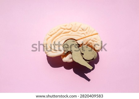 Plastic anatomical brain model showing brainstem and cerebellum on a pastel pink background, medical concept and education visual.