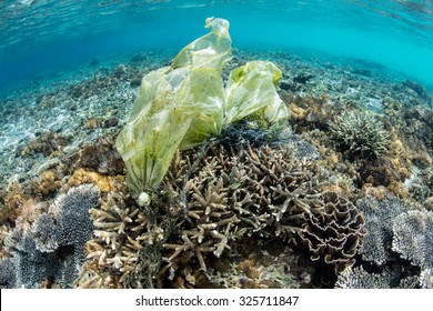 A plastic bag has been caught on coral in Komodo National Park, Indonesia. Plastic is highly dangerous to many marine species, especially turtles which mistake bags for edible jellyfish.