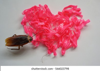 Plastic Band Heart Shape And Cockroach On White Background

                 