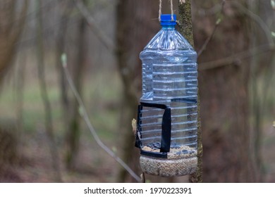 Plastic Bottle With Bird Food In The Forest. Homemade Bird Feed