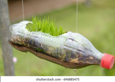 Plastic Bottle Flower Pot With Green Rice