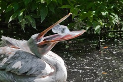 A Plastic Bottle In The Mouth Of A Pelican Bird (the Problem Of Water Pollution With Plastic). Unhappy Bird Can Swallow Debris And Die.