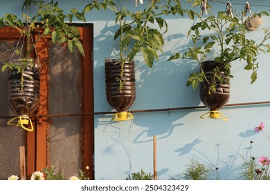 Plastic bottles repurposed as planters, creatively hung or placed to grow thriving plants. An eco-friendly gardening solution that combines sustainability with innovative design.