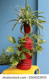 Plastic bottles repurposed as planters, creatively hung or placed to grow thriving plants. An eco-friendly gardening solution that combines sustainability with innovative design.