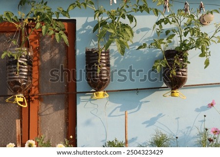 Plastic bottles repurposed as planters, creatively hung or placed to grow thriving plants. An eco-friendly gardening solution that combines sustainability with innovative design.