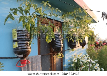 Plastic bottles repurposed as planters, creatively hung or placed to grow thriving plants. An eco-friendly gardening solution that combines sustainability with innovative design.