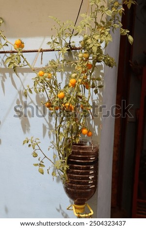 Plastic bottles repurposed as planters, creatively hung or placed to grow thriving plants. An eco-friendly gardening solution that combines sustainability with innovative design.