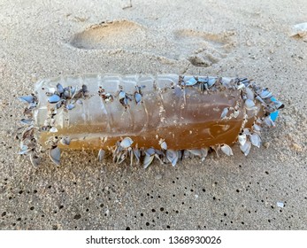 Plastic Bottles With Sea Shells Live. Clam Shell On Plastic Bottles. Plastic Garbage Bottle On The Beach At Sunset. Environment Concept.