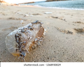 Plastic Bottles With Sea Shells Live. Clam Shell On Plastic Bottles. Plastic Garbage Bottle On The Beach At Sunset. Environment Concept.