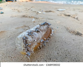 Plastic Bottles With Sea Shells Live. Clam Shell On Plastic Bottles. Plastic Garbage Bottle On The Beach At Sunset. Environment Concept.