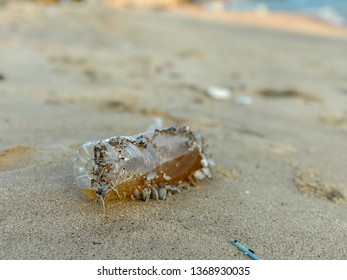 Plastic Bottles With Sea Shells Live. Clam Shell On Plastic Bottles. Plastic Garbage Bottle On The Beach At Sunset. Environment Concept.