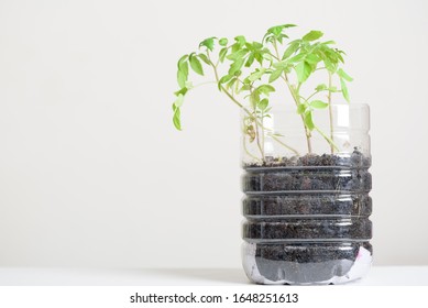 3,172 Growing plants plastic bottles Images, Stock Photos & Vectors ...