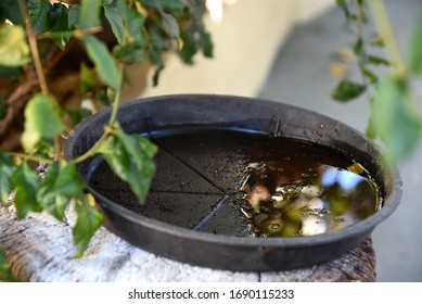 plastic bowl abandoned in a vase with stagnant water inside. close up view. mosquitoes in potential breeding ground.
				proliferation of aedes aegypti mosquitoes, dengue, chikungunya, zika virus
