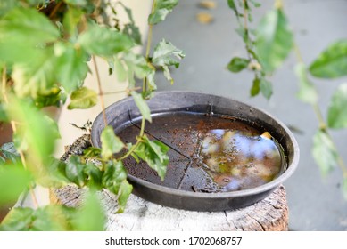 plastic bowl abandoned in a vase with stagnant water inside. close up view. mosquitoes in potential breeding ground.
proliferation of aedes aegypti mosquitoes, dengue, chikungunya, zika virus,. - Shutterstock ID 1702068757