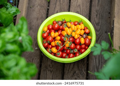 A plastic bowl filled with freshly picked ripe cherry tomatoes on a wooden floor of greenhouse - Powered by Shutterstock