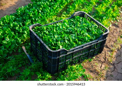 Plastic Box Of Freshly Picked Corn Salad Green Leaves On Plantation. Summer Harvest Time