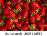 Plastic box full of strawberry between bushes on the farm. Harvest organic strawberry farm, berries, Fresh Strawberries in the box and in the background the lines of a strawberry plant in the field.