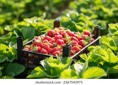Plastic box full of strawberry between bushes on the farm. Organic strawberry farm, berries ready for transportation to stores - Powered by Shutterstock