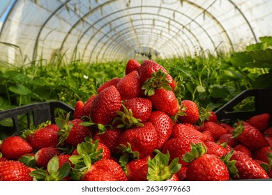Plastic box full of strawberry between bushes on the farm. Harvest organic strawberry farm, berries, Fresh Strawberries in the box and in the background the lines of a strawberry plant in the field.