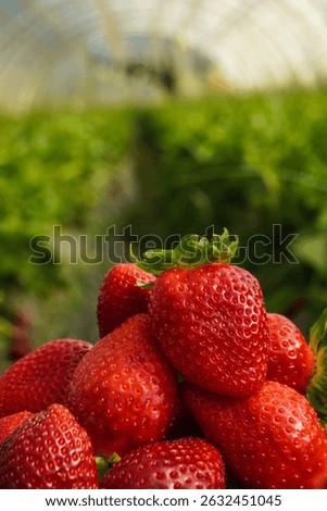 Plastic box full of strawberry between bushes on the farm. Harvest organic strawberry farm, berries, Fresh Strawberries in the box and in the background the lines of a strawberry plant in the field.