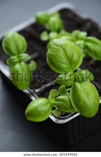 Download Plastic Box Growing Green Basil Closeup Food And Drink Stock Image 201449042 PSD Mockup Templates