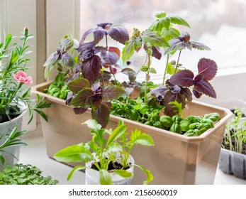 Plastic boxes with arugula and basil seedlings. Growing edible organic herbs and microgreen of cabbage for healthy nutrition. Gardening on window sill at home.