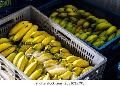 Plastic boxes loaded with bananas in the cold room of a fruit and vegetable trading center in Brazil