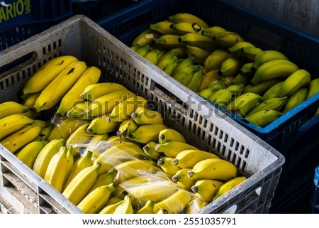 Plastic boxes loaded with bananas in the cold room of a fruit and vegetable trading center in Brazil