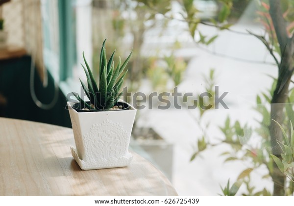 Plastic Cactus Interior Decoration Stock Photo Edit Now 626725439