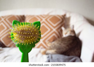 Plastic Cat Brush With A Lump Of Cat Hair Large. Hair Shedding In A Cat.