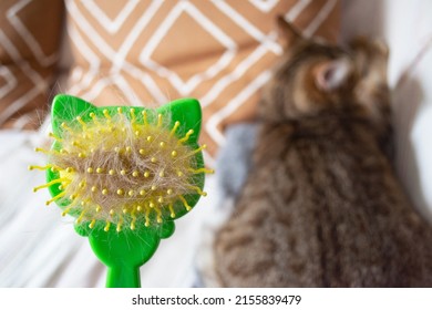 Plastic Cat Brush With A Lump Of Cat Hair Large. Hair Shedding In A Cat.