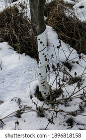 A Plastic Coating To Protect A Young Fruit Tree In Winter.