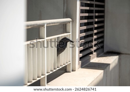 Plastic crow installed on building balcony scares pigeons and birds. Visual deterrent bird control, urban wildlife management, plastic decoy effect, building protection solution as decoration