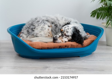 plastic dog bed dog sleeping at home - Shutterstock ID 2153174957
