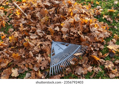 Plastic fan rake on pile of dry golden leaves in autumn season. View from above of raked leaves with leaf rake on top, on park grass lawn at sunny morning. Seasonal work, routine, autumn concept.