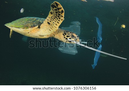 Plastic garbage dumped in ocean. Threats to marine life. Sea Turtle eats straws and bags, mistaking them for food