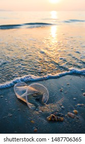 Plastic glass lies on the beach in sunset and pollutes the sea and marine life. Garbage rubbish trash problem environmental pollution. Concept of pollution control of the seas and oceans by plastic.